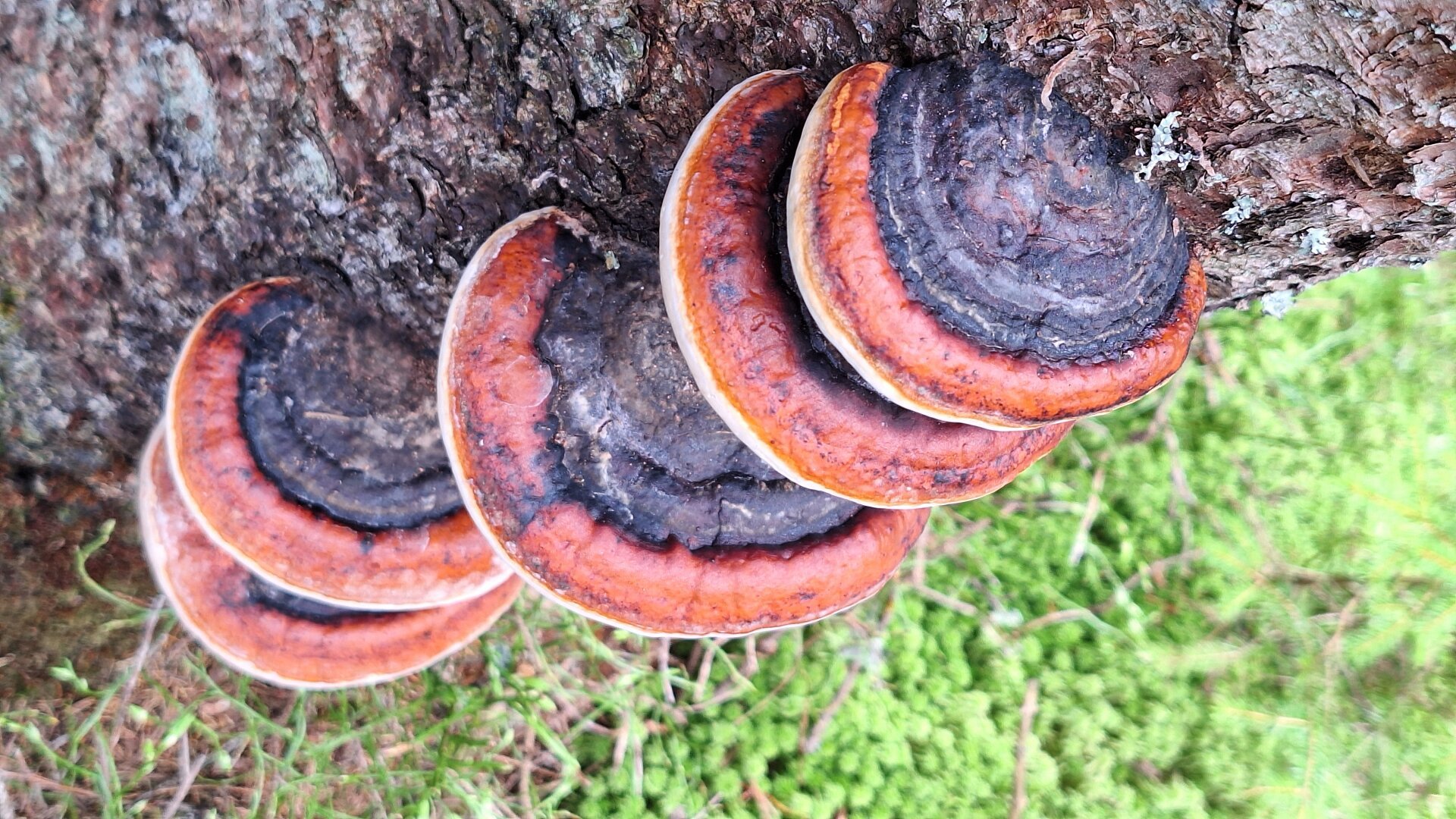 Disc shaped tree fungi, red rimmed