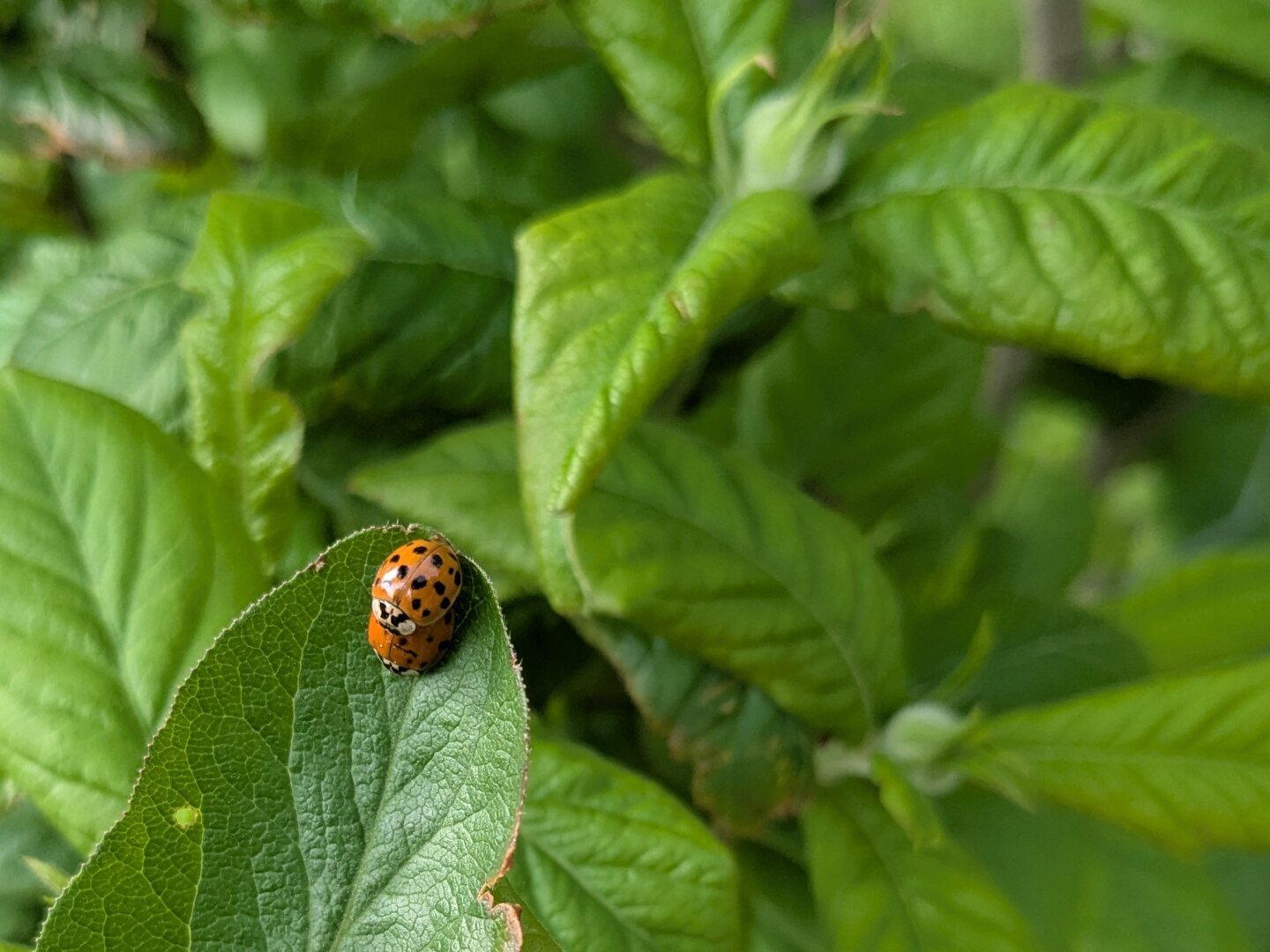A ladybugs couple going at it on a leaf outside
