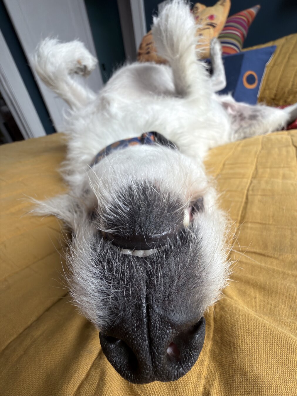 Snoot