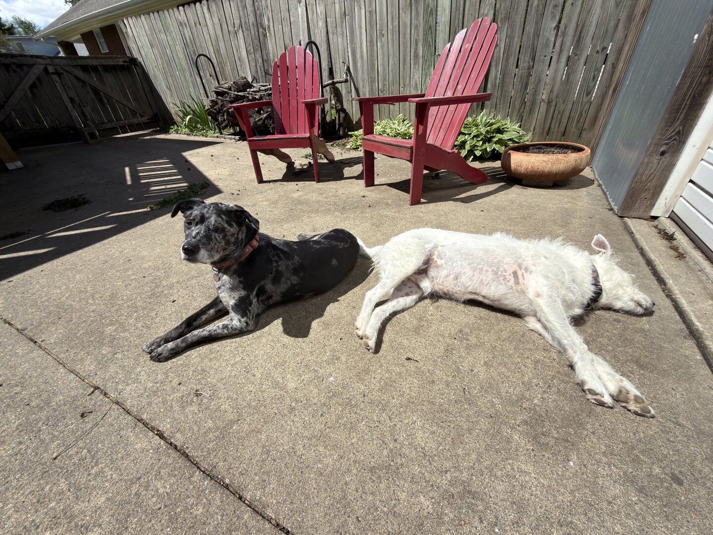 Rosie & Gus soaking in the rays.