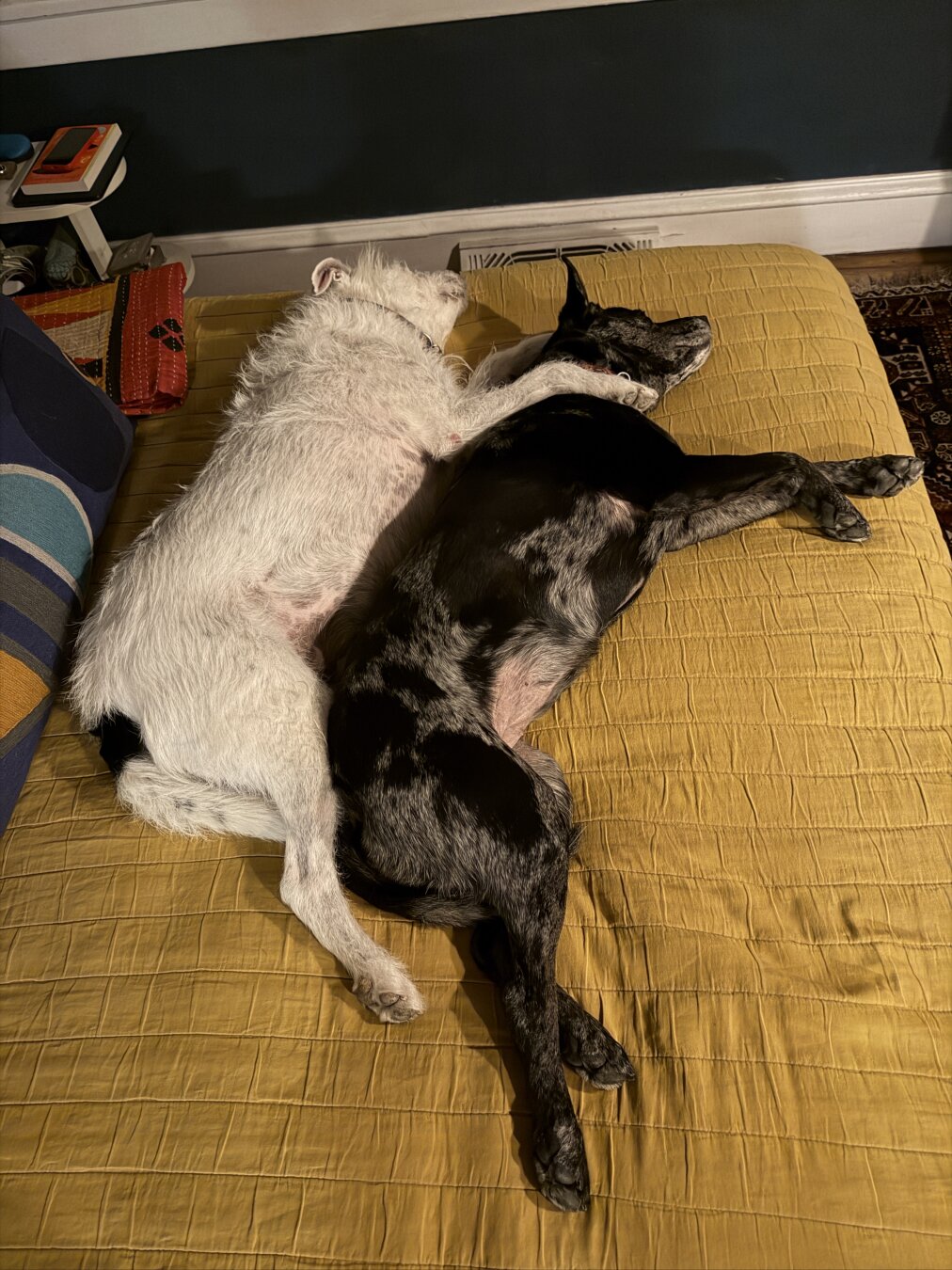Cuddles