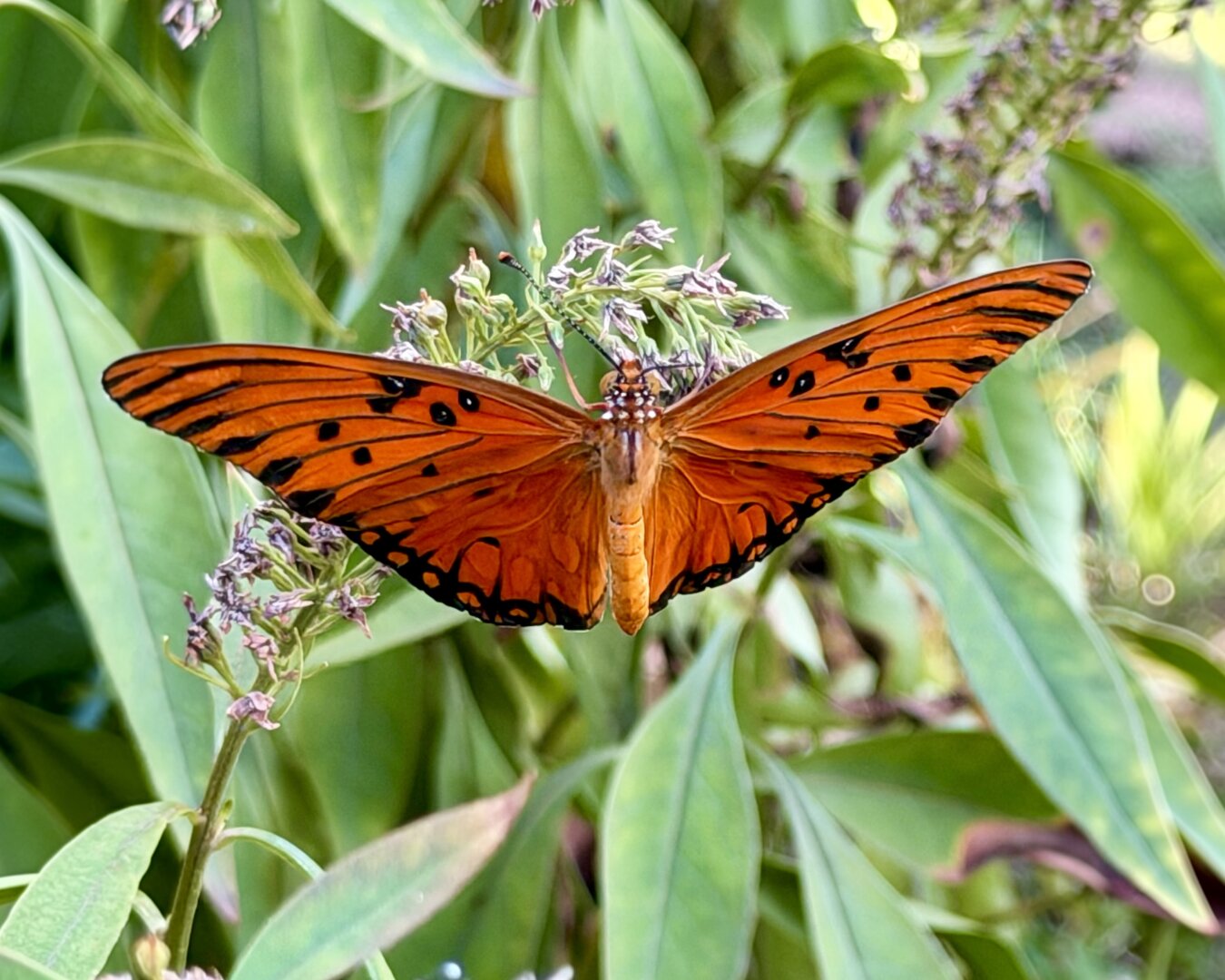 Gulf Fritillary