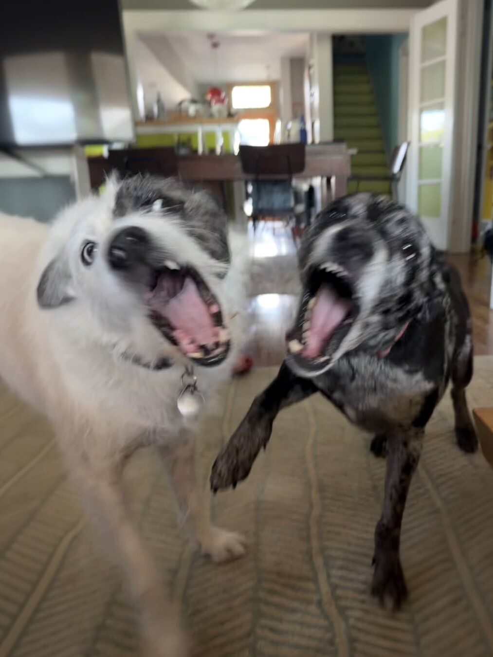 Rosie and Gus love to play!