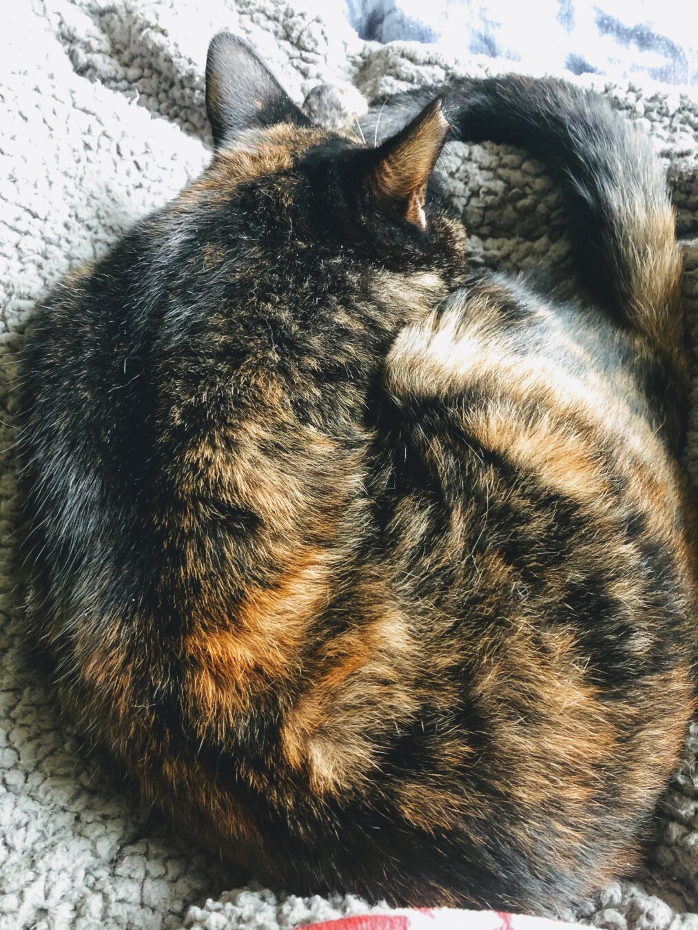 A shiny black-and-orange tortoiseshell cat curled up asleep in a lap.