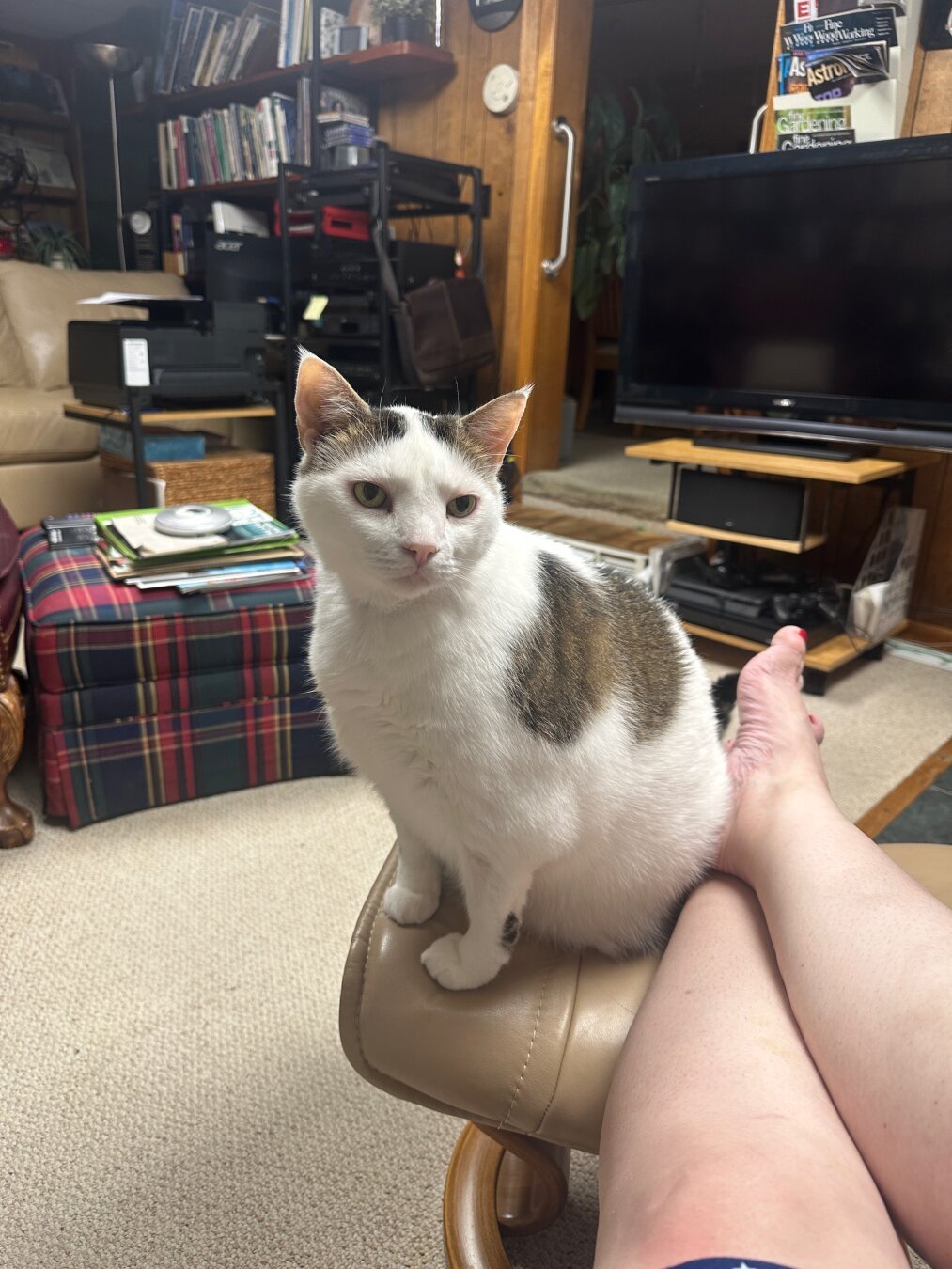 A white cat with black spots sits perched atop a footstool.