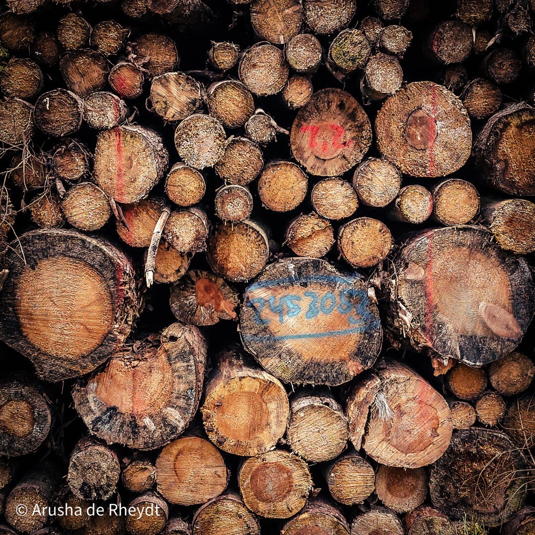 Tree trunks of various sizes piled up with blue and red symbols painted on the cut side