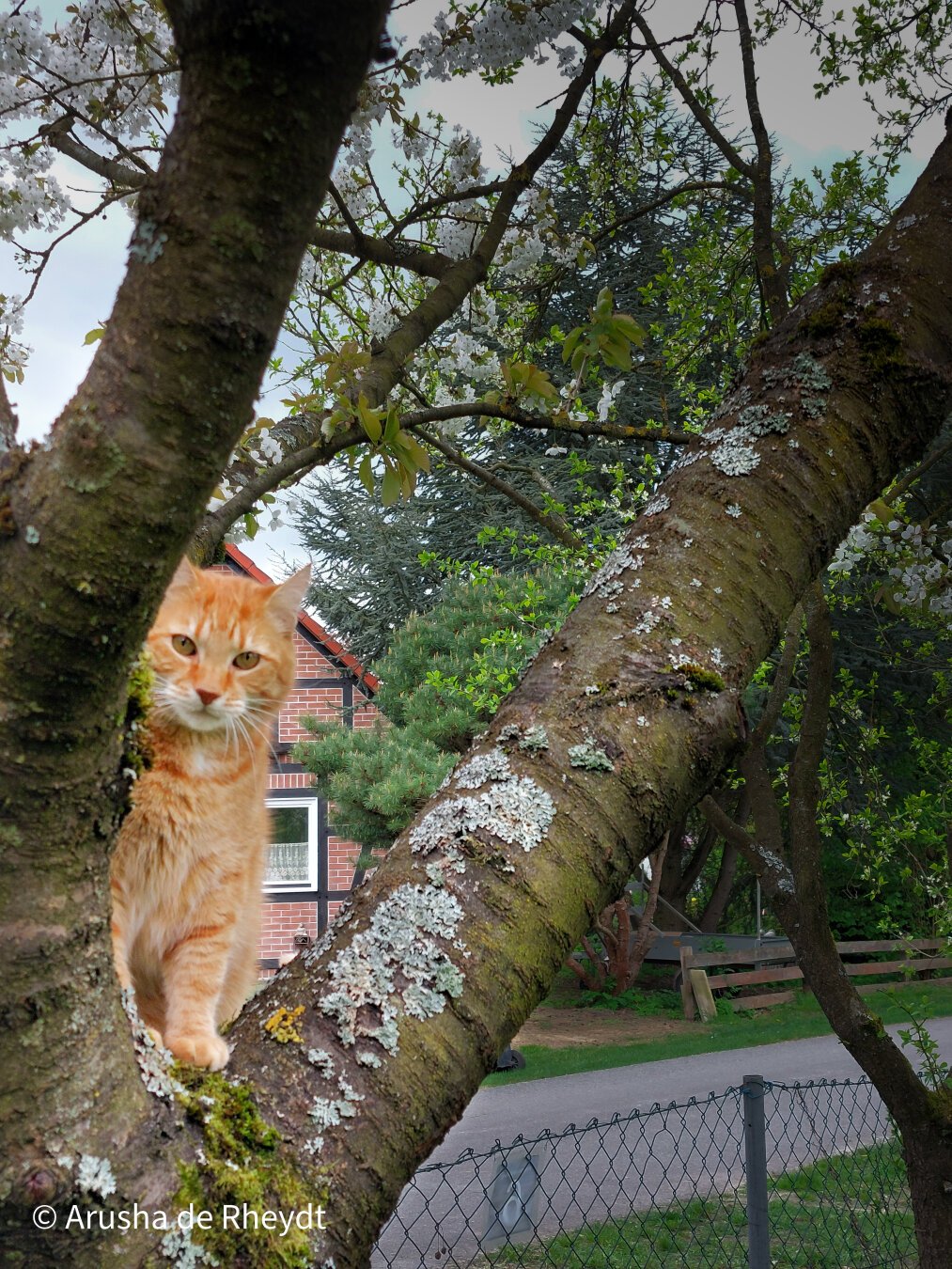 Red cat sitting on a tree, looking at camera