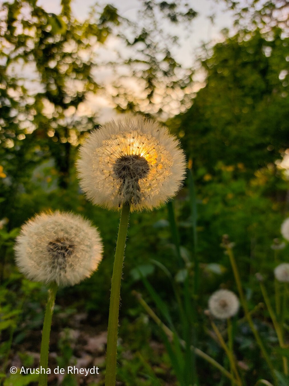 Close up of a dandelion withe the sun shining through the seedhead