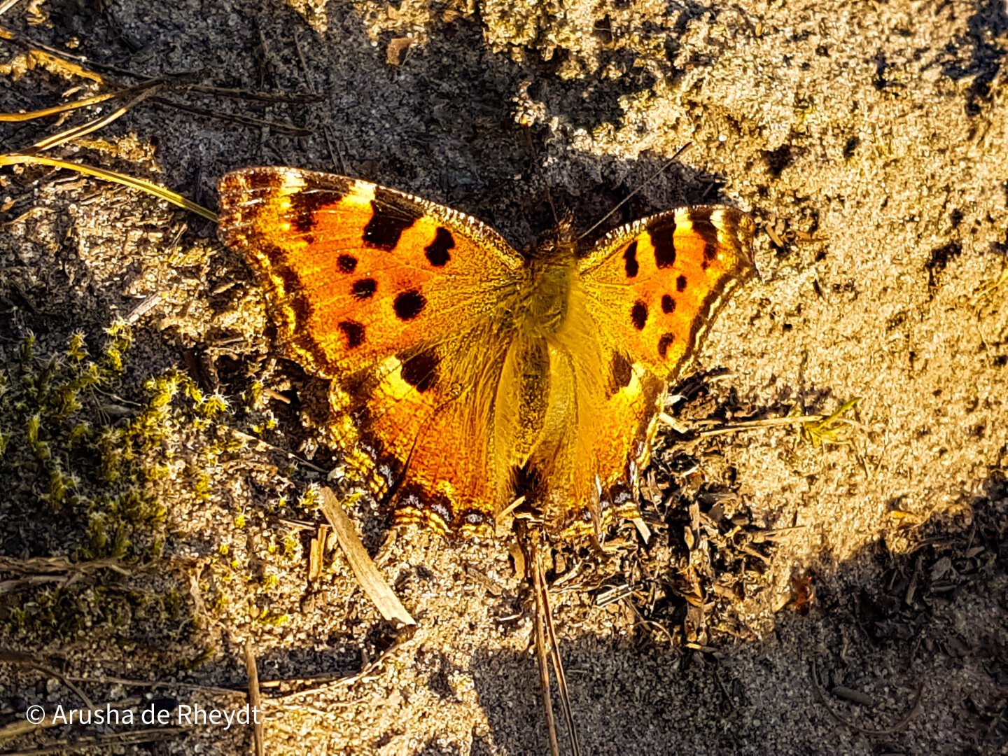 Butterfly sitting on a tree