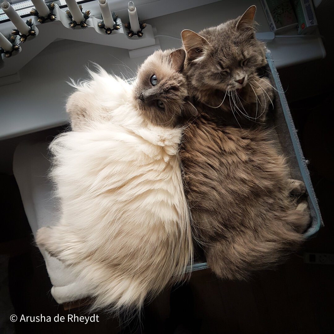 A white long haired and a dark tabby cat laying back to back on a box, photographed from above. The tabby cat is yawning, the white looks into the camera