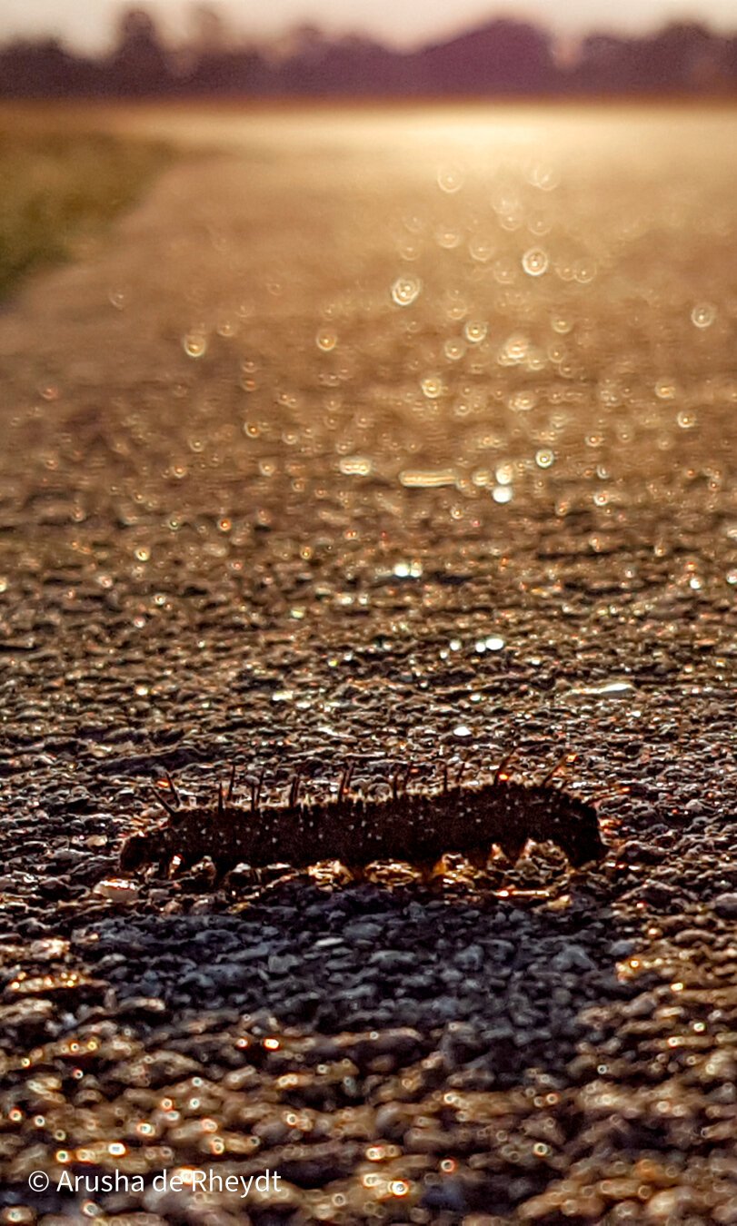 caterpillar crawling over a footpath with golden sunlight in the back