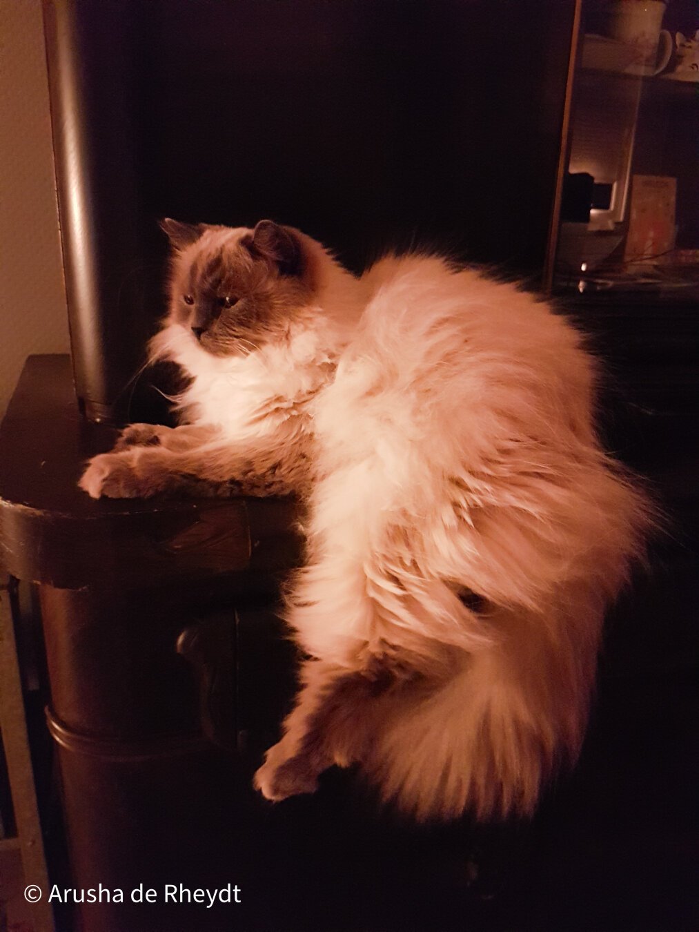 A white long haired cat is lying comfortably on a small cupboard edge in a dimly lit room