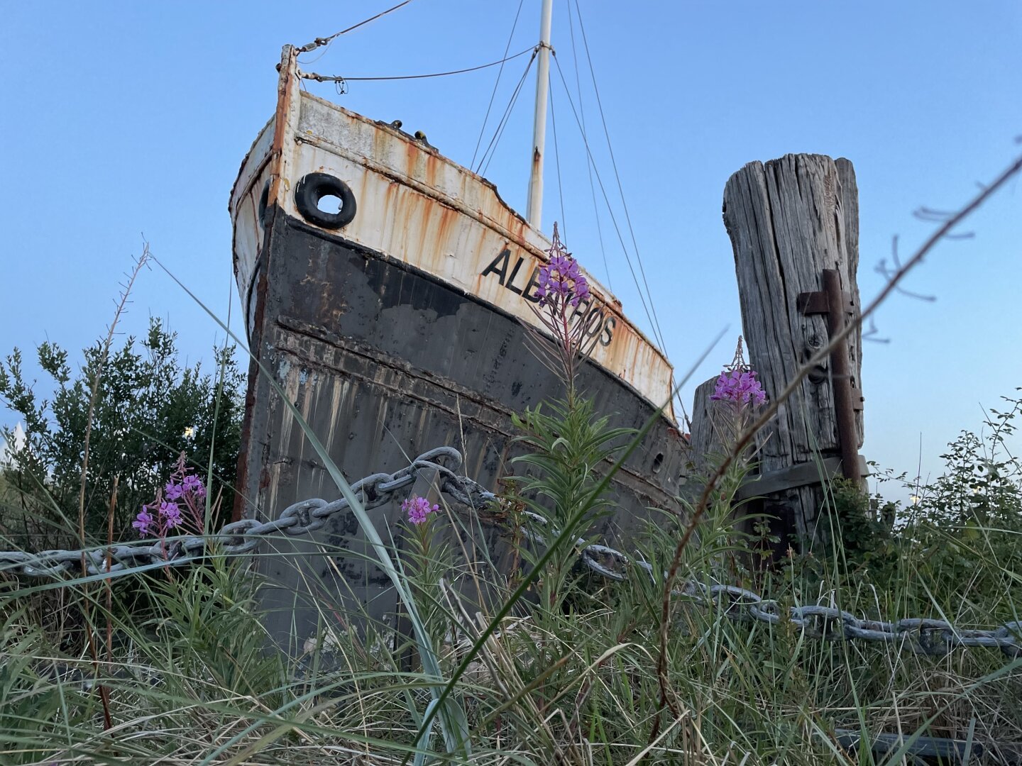 Der rostige Rumpf eines Schiffs steht inmitten von grünem Küstenbewuchs. Vorn ist als Absperrung eine Metallkette gespannt. Der Name des Schiffs ist zu erkennen, er lautet Albatros. Das Foto ist von unten aufgenommen, oben ist strahlend blauer Himmel zu erkennen.