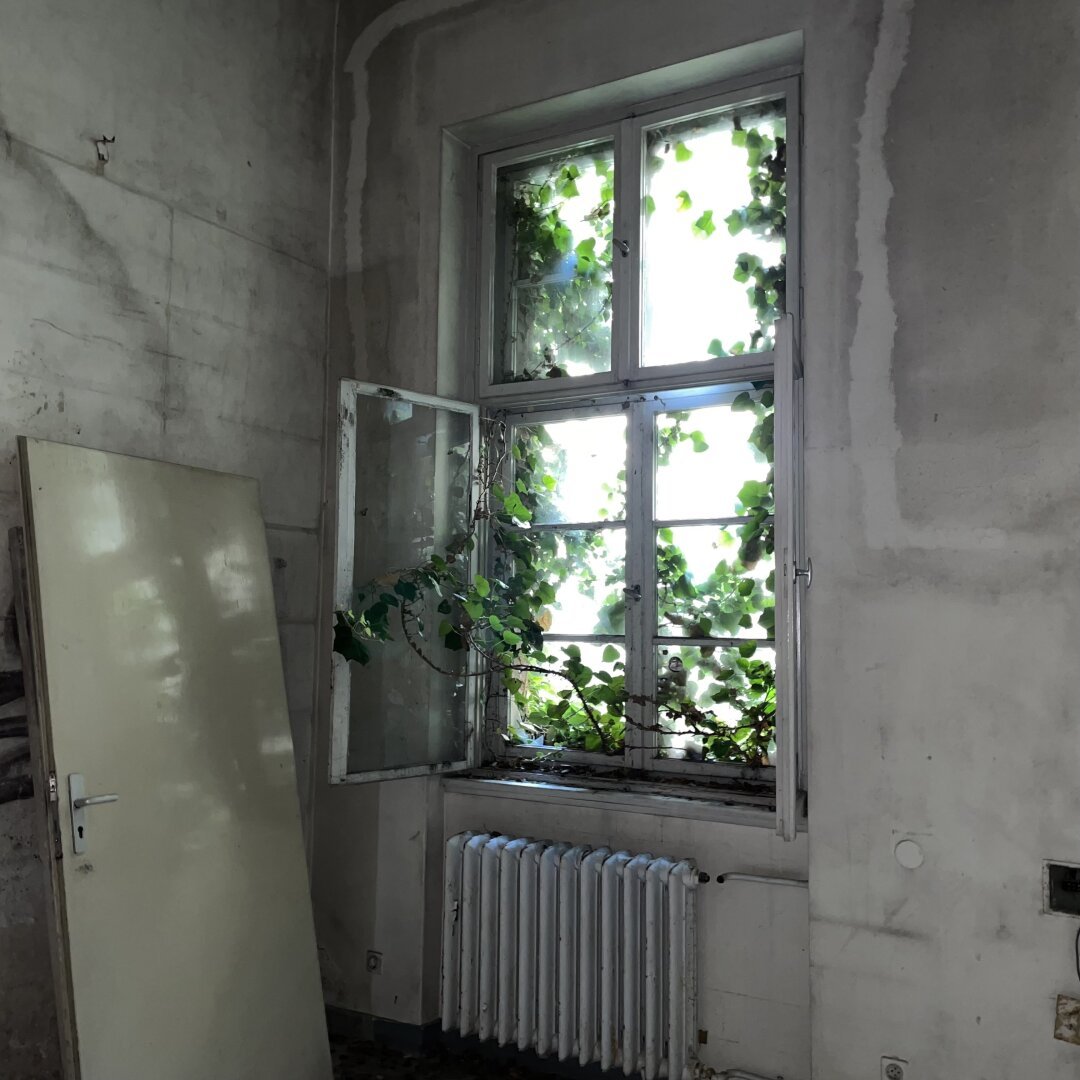 Ein offenes Fenster in einer weißen Wand. Pflanzen wachsen herein. Alles sieht sehr heruntergekommen aus.