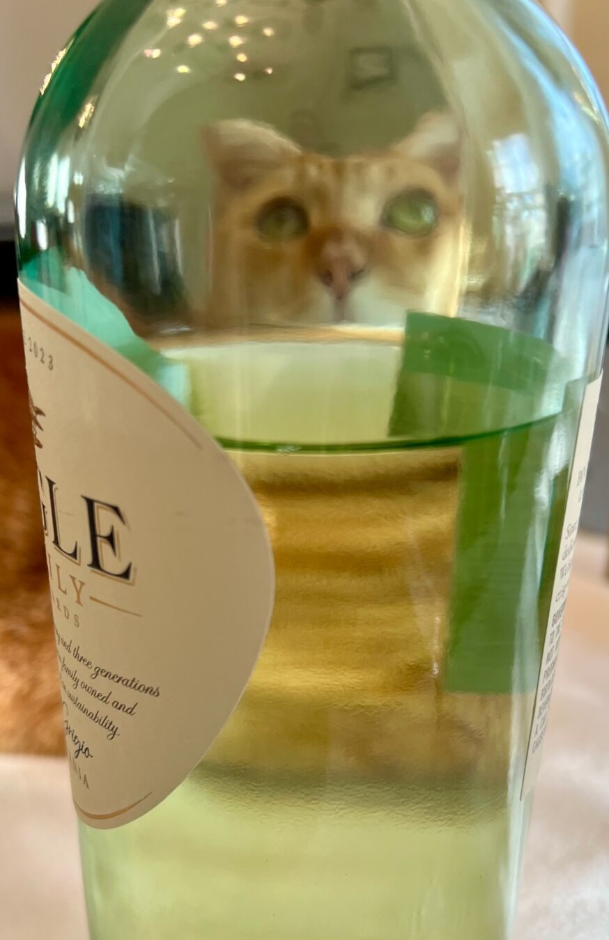 An orange housecat seen through a bottle of white wine.