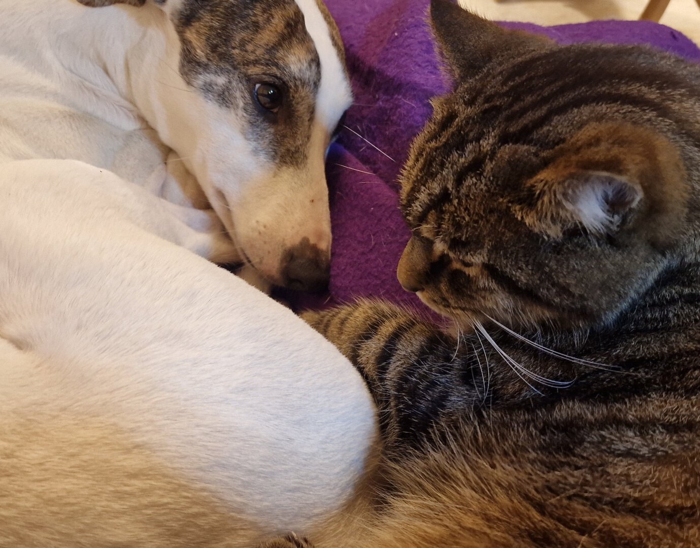 A white dog with tabby patches and a brindle cat snuggle