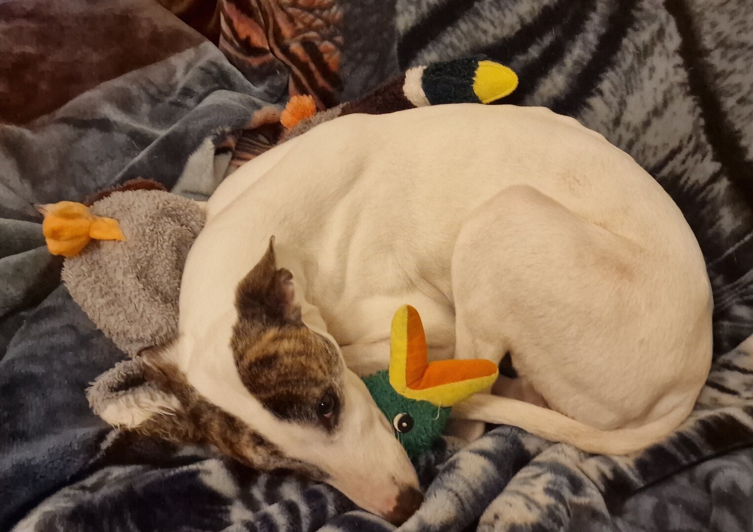 A white whippetty lurcher with tabby patches lies curled up on two duck toys