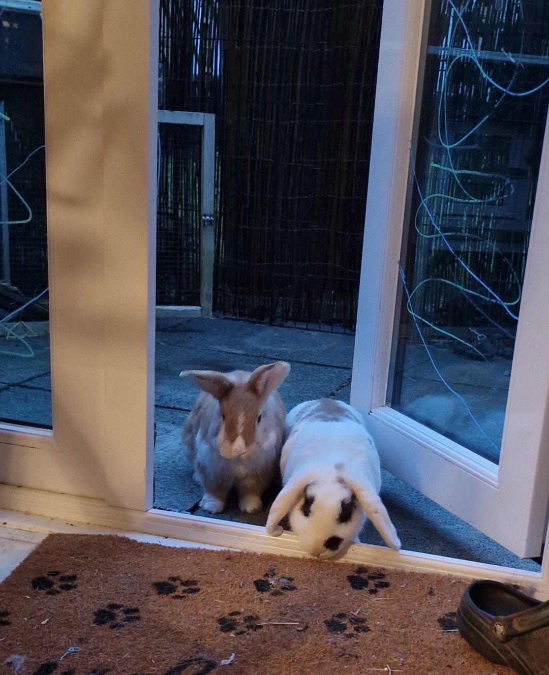 Two rabbits, one ginger and white and one white with spots invading my house