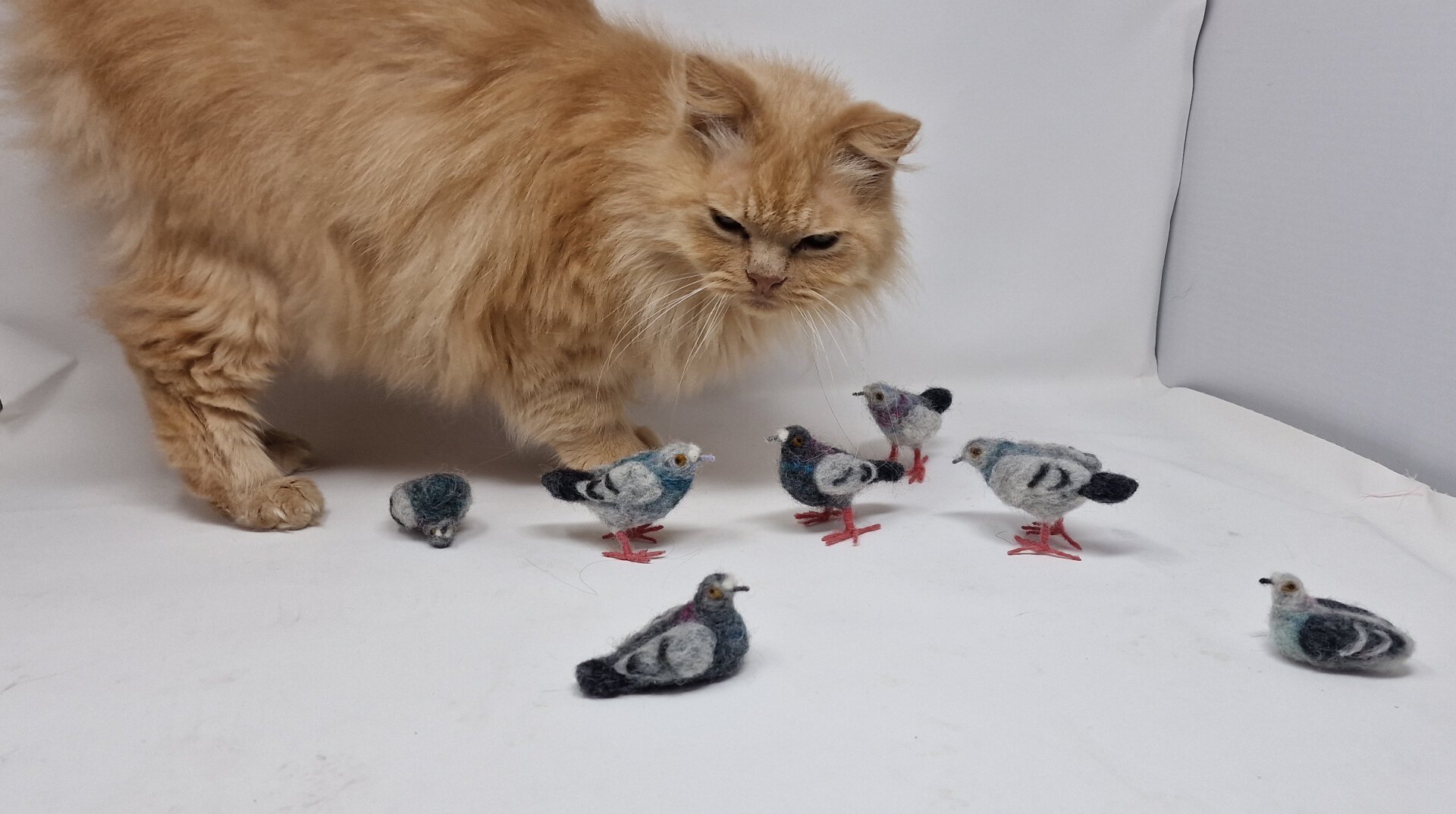 A cat is in the middle of some pigeons in a lightbox