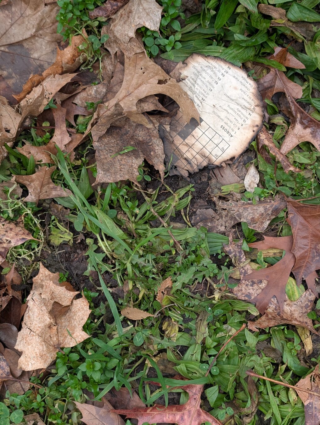 Burnt crossword puzzle under leaves