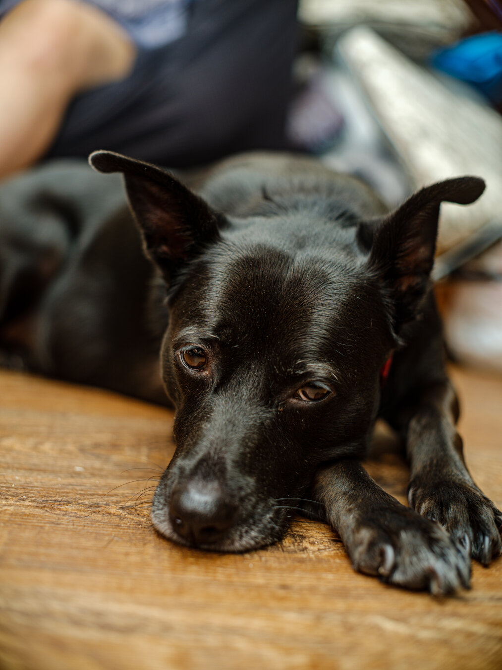 the greatest dog in the world