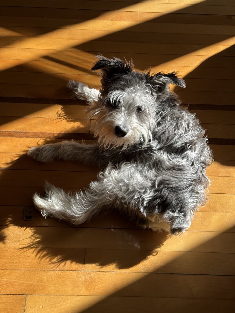 Salt and pepper fluffy mini schnauzer, laying down, baiting in sun rays on a hardwood floor