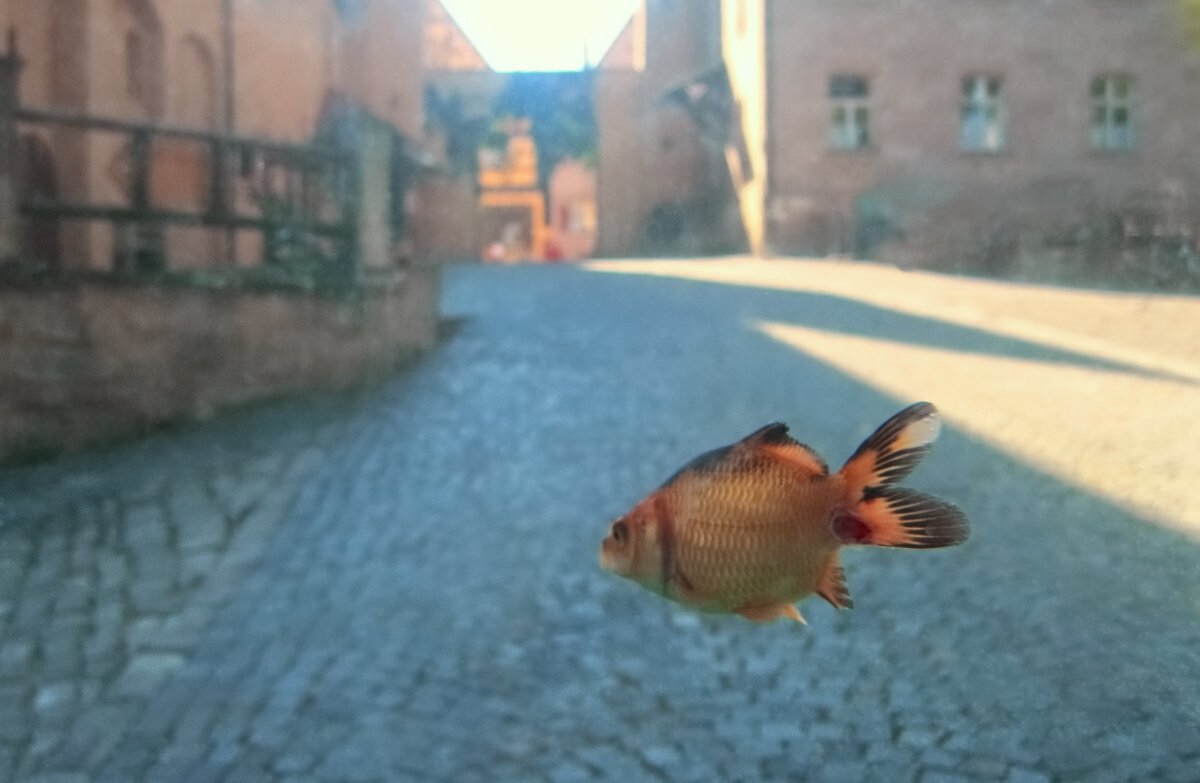 A fish swimming about in the air down a cobbled street