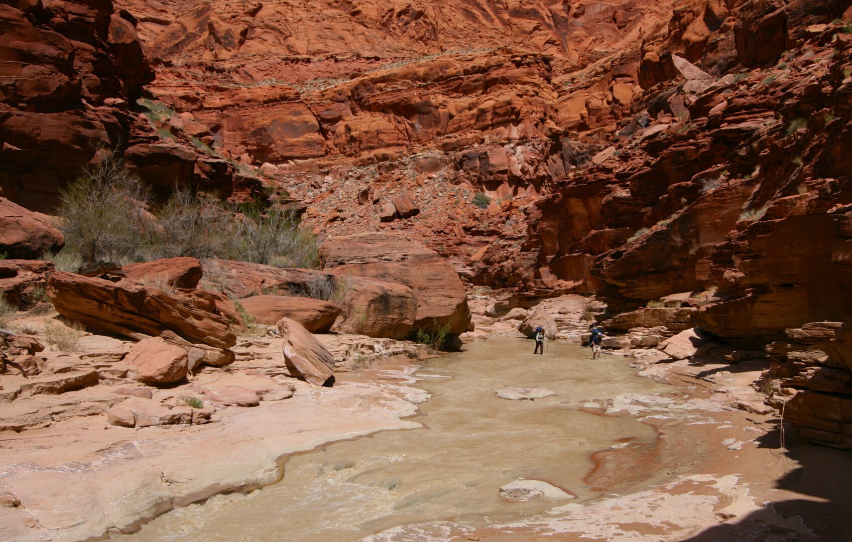 Two hikers wade the muddy {aria River around a bend in the redrock Paria Canyon towering above them.