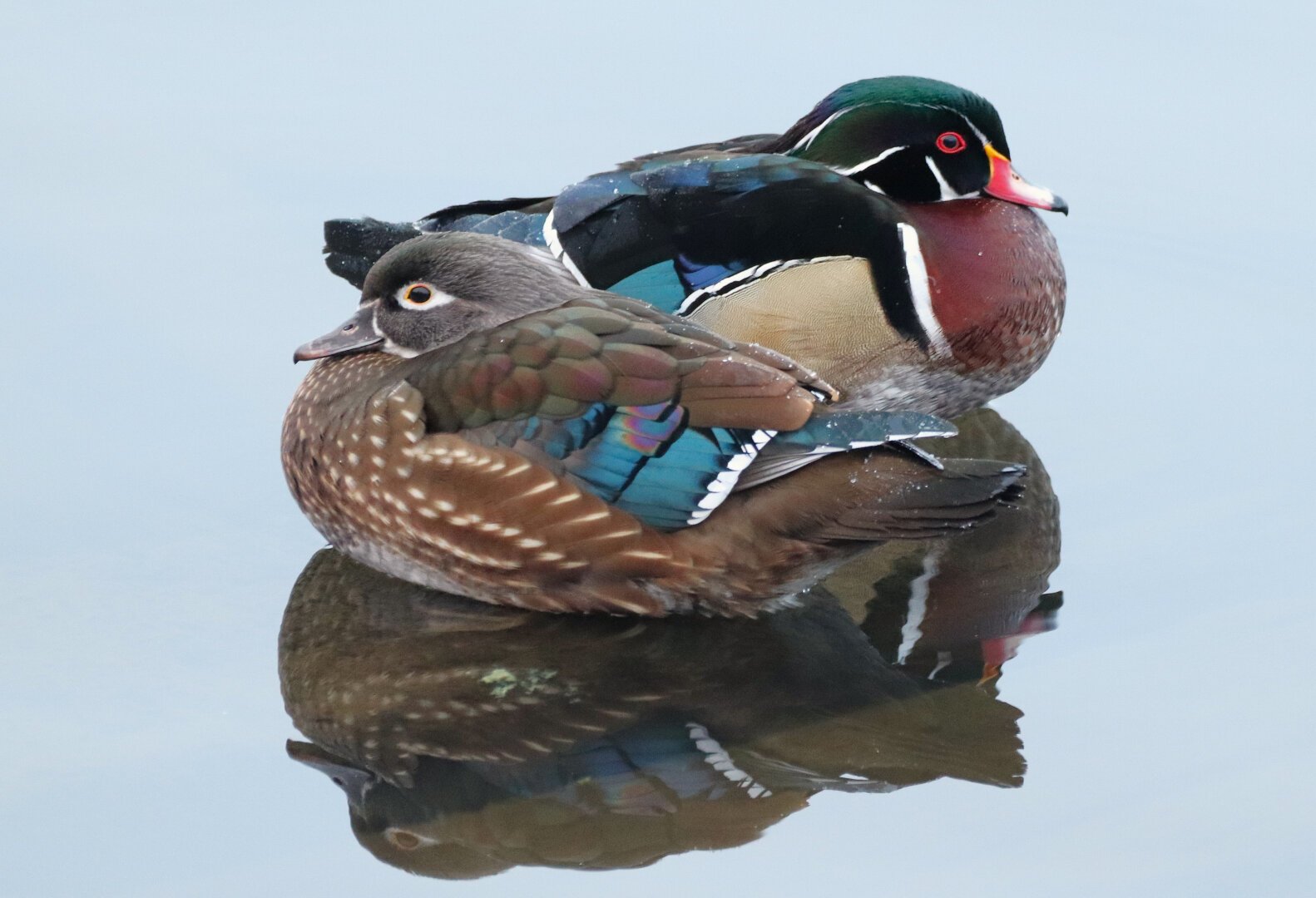 Photo of a female wood duck sitting in the shallows up against its male mate, both fabulously patterned in multiple colors, reds, golds, brown and tans, an azure like blue with white stripes. The male has a red eye,the female's white. The female, in front, has spectacular white-patterned speckles on a buff brown breast.