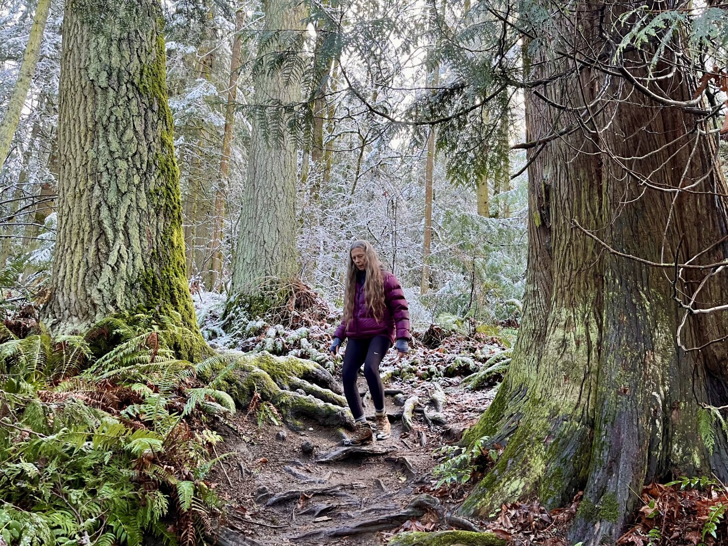 Female hiker comes down a forest trail between two large conifers, on the left a fir and on the right a red cedar,  both mossy on the swell.