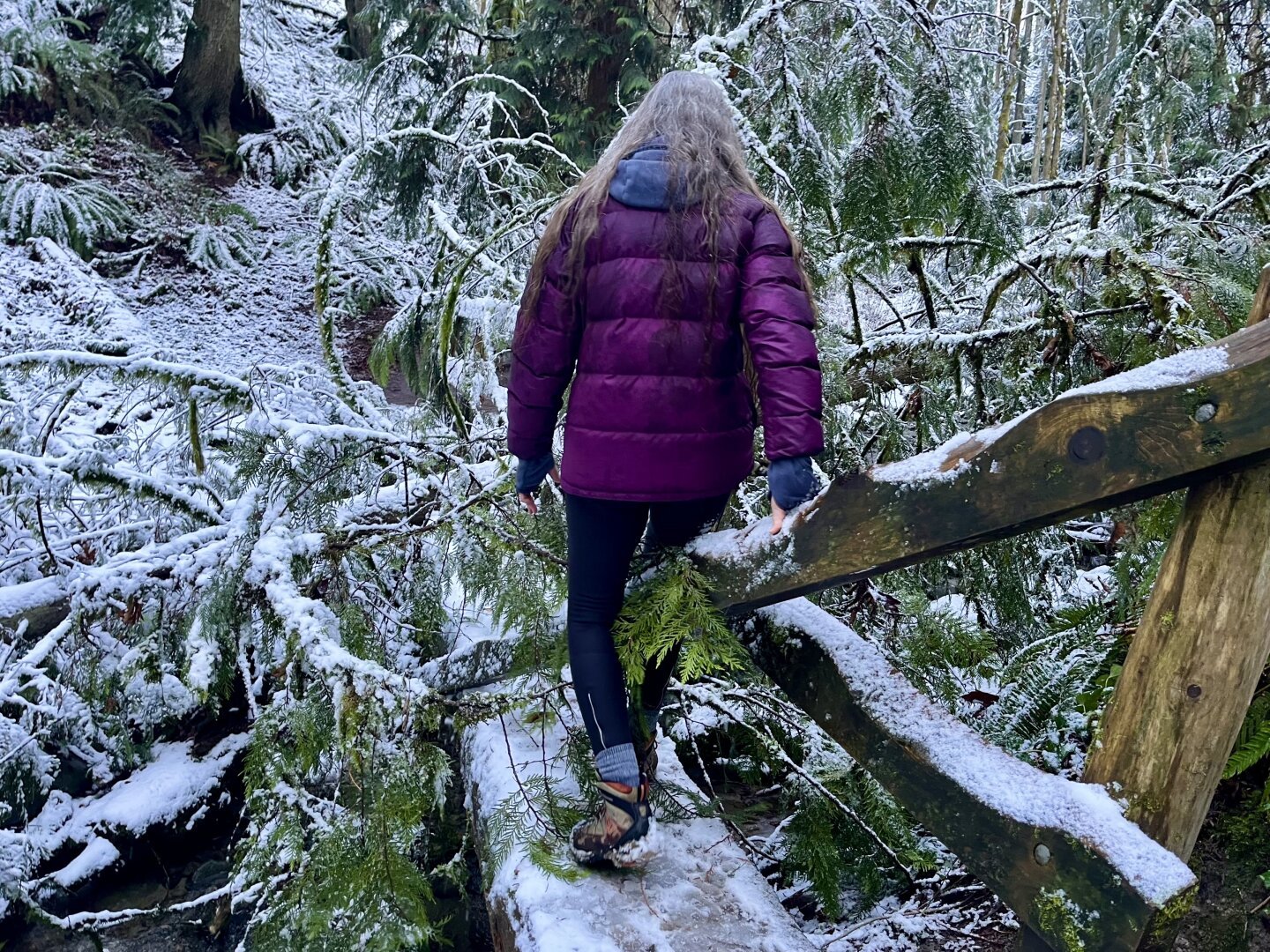 Hiker encounters and negotiates a falllen tree across a wooden footbridge over a creek. It came down from the weight of wet snow, broke the bridge railing. In green forest.