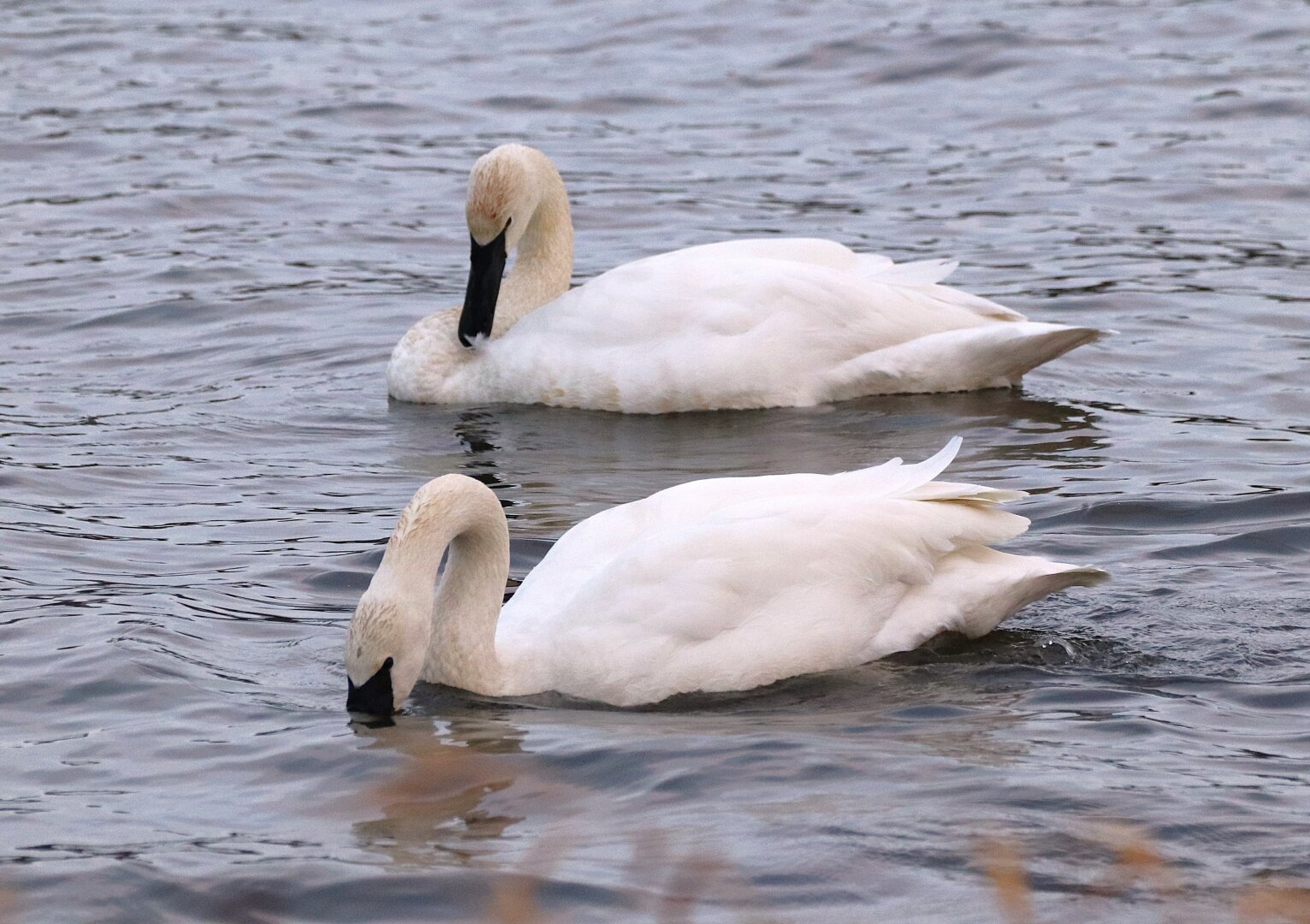 Two big white trumpeter swans floating in the shallows, the one in front has its big black bill partially submerged as it forages.