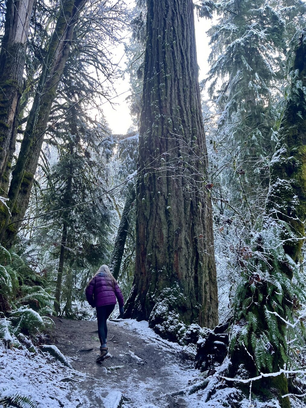 Long haired hiker in maroon down jacket, leggings and boots hike up a dirt trail past the massive trunk of a Douglas fir, several hundred years old, her name is Sylvia.