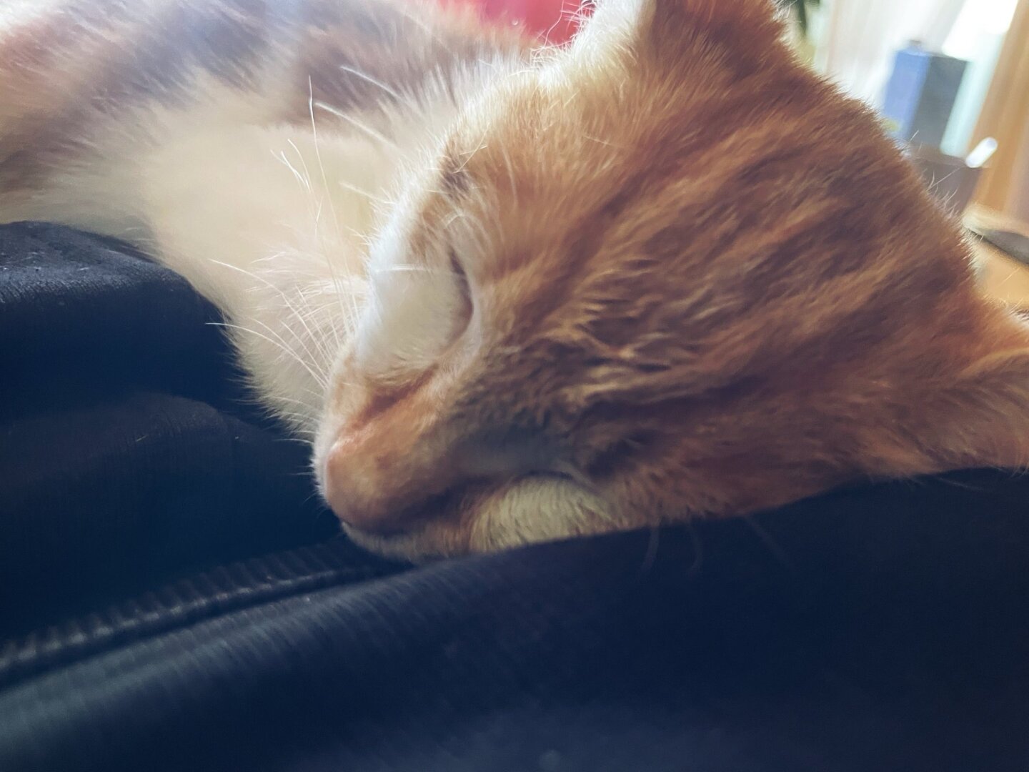 Orange-weisser Baby Kater, schlafend