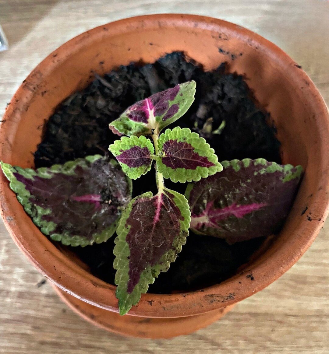 The picture shows a young variegated nettle (Coleus) in a terracotta pot. The plant has colorful leaves with jagged edges. The leaves are predominantly dark purple with a striking green edge and a lighter pink stripe in the middle.