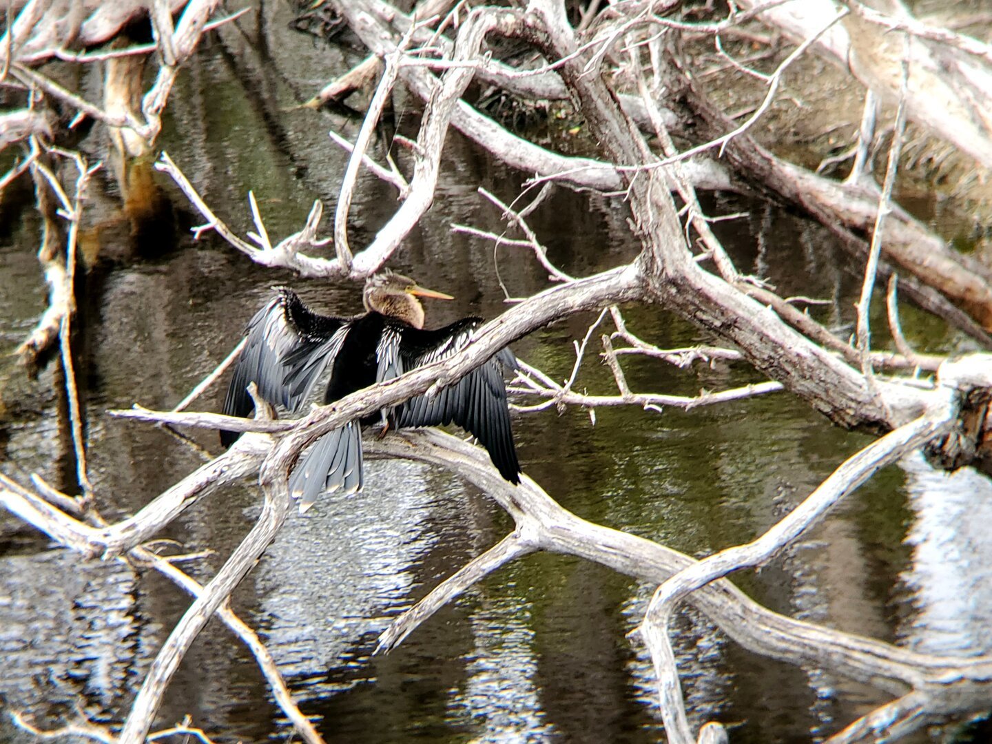 Anhinga bird spreading its black and white wings as it sits amidst the winter branches of a mangrove tree.