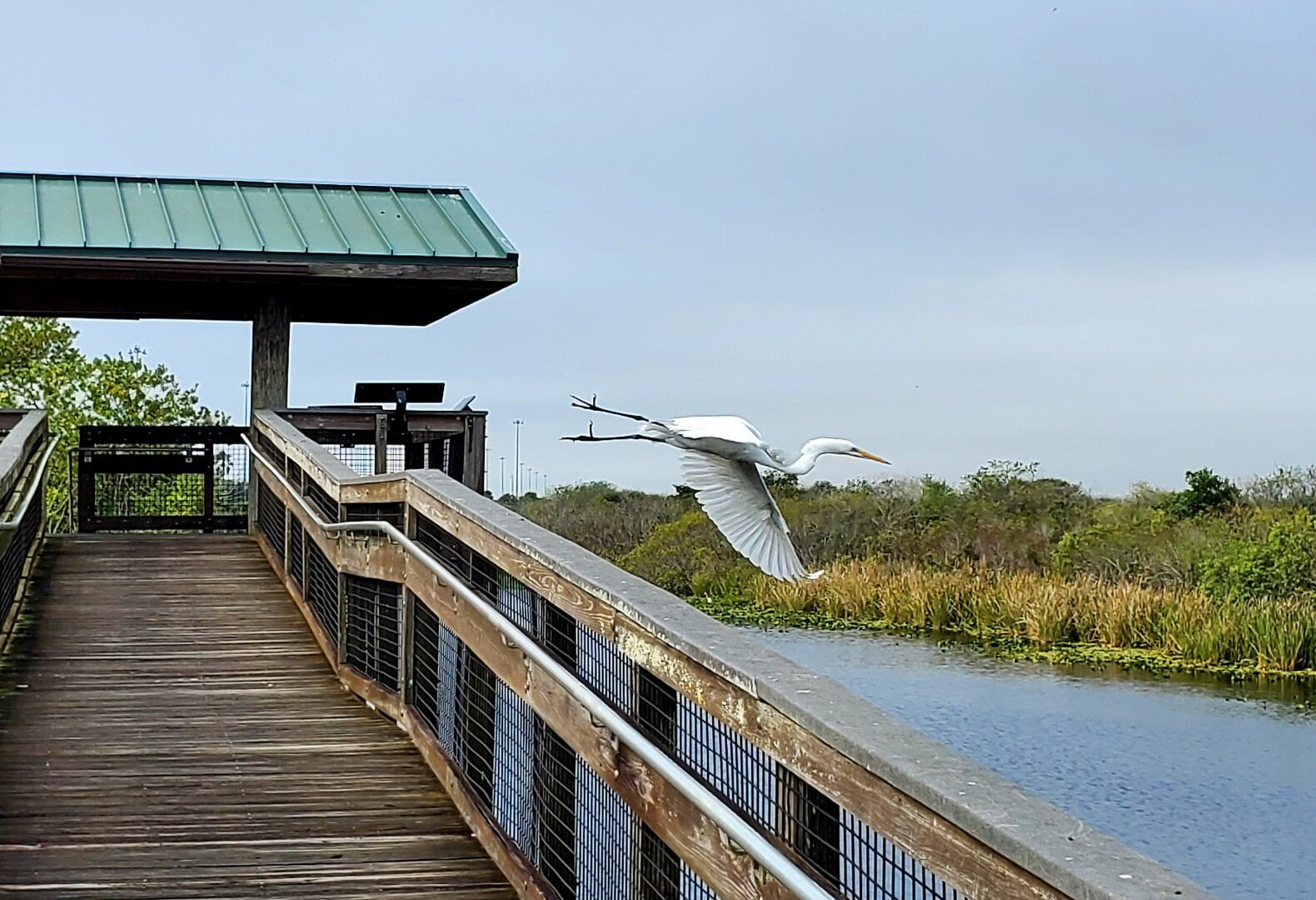 Great egret in flight next to a wooden ramp with swampy landscape in background (Everglades).