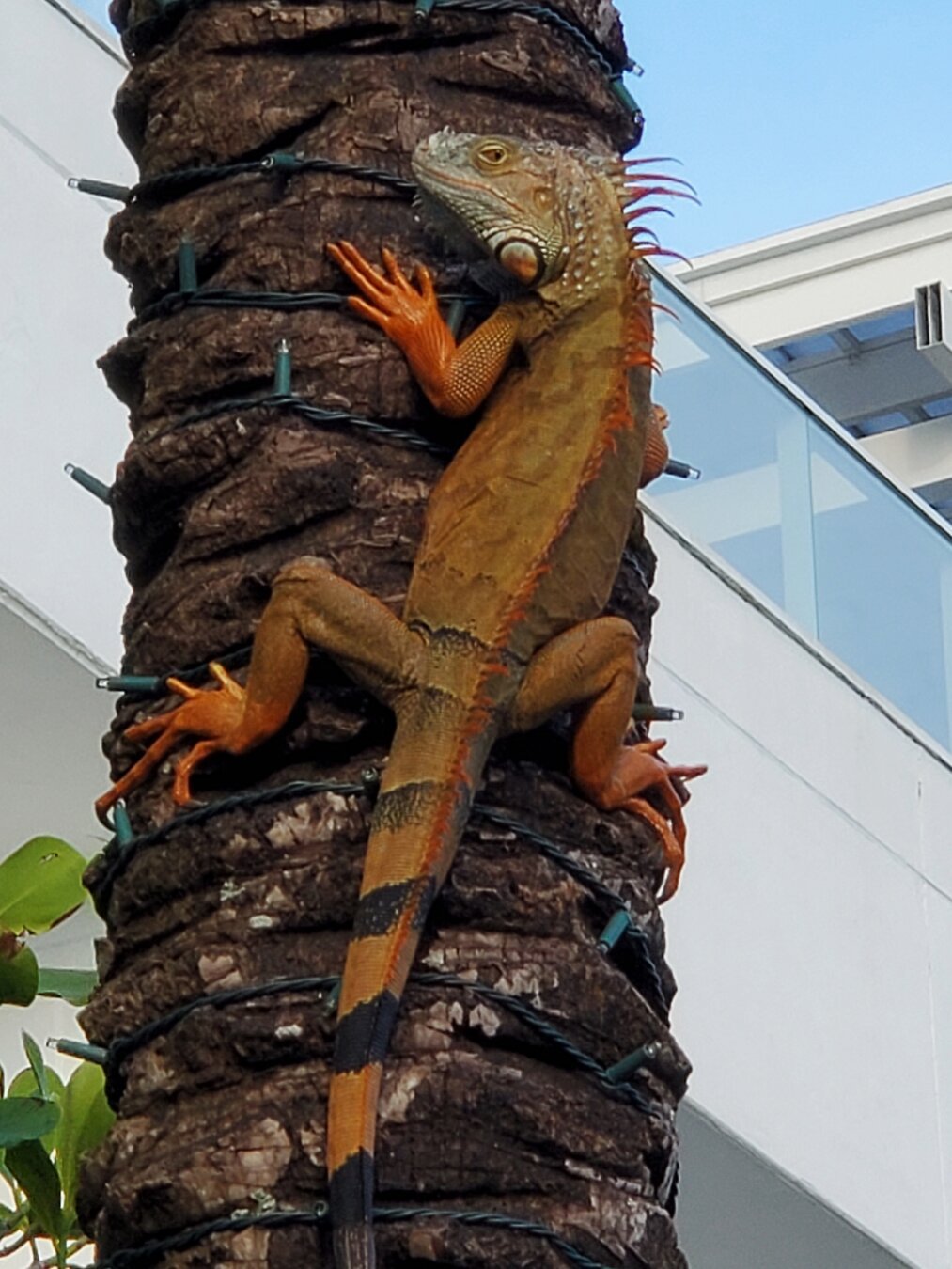 A large iguana climbing a tree with unlit Christmas lights wrapped around it.