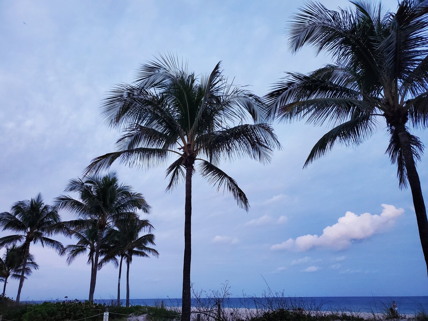 Palm treed along a beach. Cloudy sky in background. Thankfully, no people on beach.