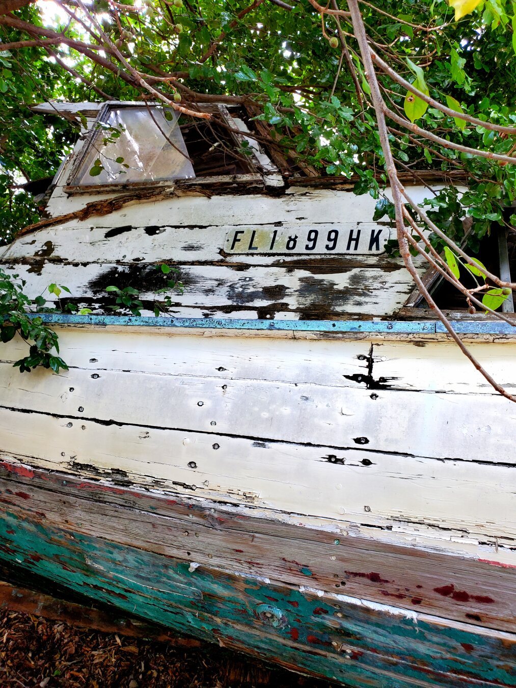 Exterior hull of a small boat, worn and no longer sea-worthy, sitting on dry land underneath a tree that is slowly reclaiming it for the earth.