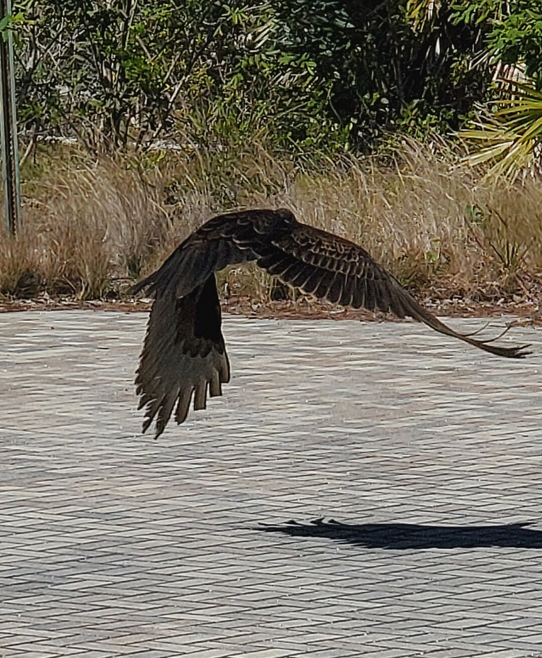 A vulture in flight, low above an expanse of grey bricks, tall grass and trees in the background, wings arced and outstretched.