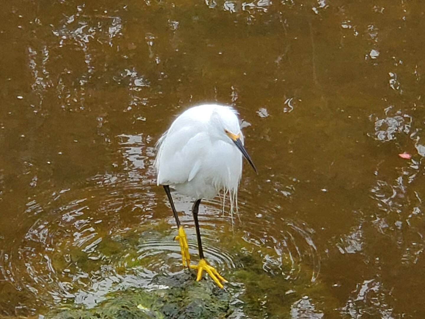 Snowy egret, a white bird with yellow feet, walking in brown water on a green rock.