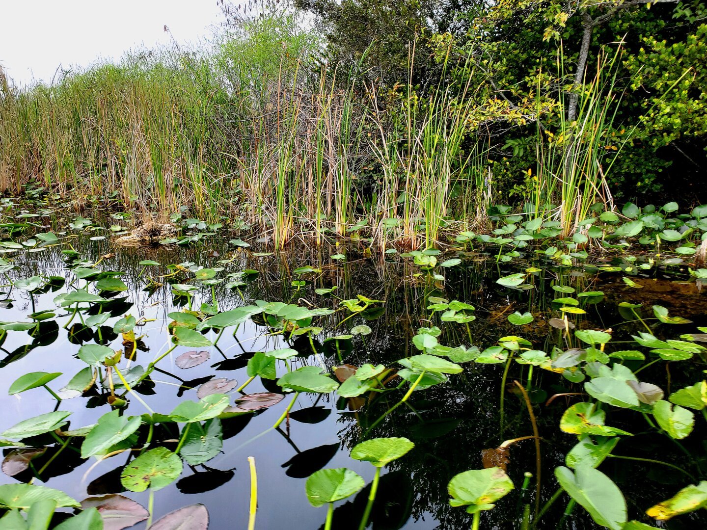 Green lilly pads floating on dark water, tall grass and small trees in baxkground.background. Grey sky in distance.