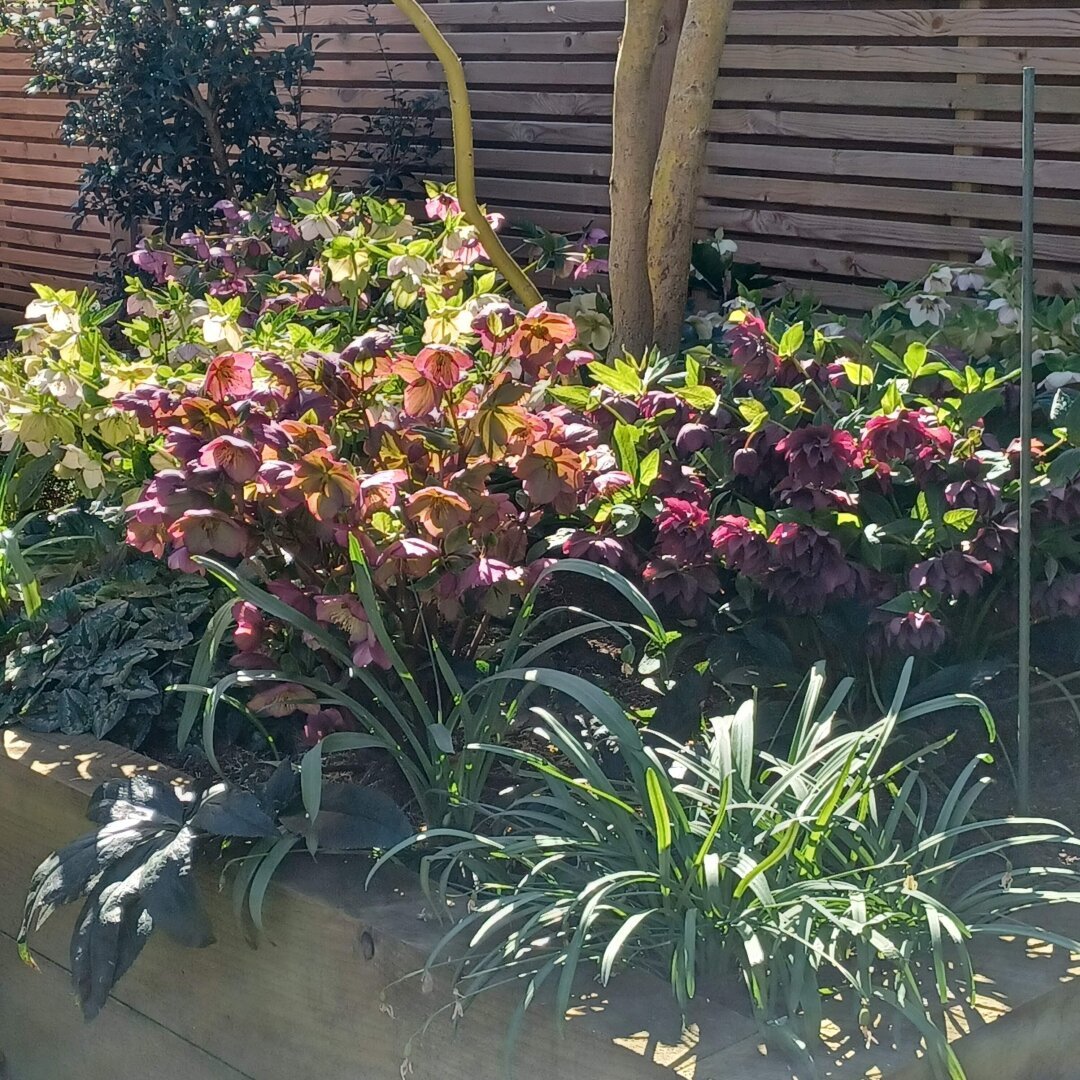 Raised bed full of hellebore flowers in crimson, whites, pinks and greens with hazy sunshine shining through their petals.
