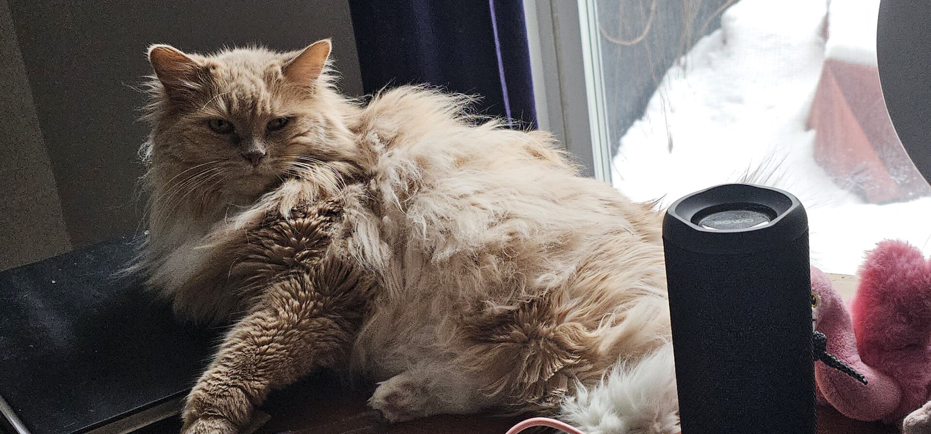 Cat lounging on the desk, basking in the sun next to the window