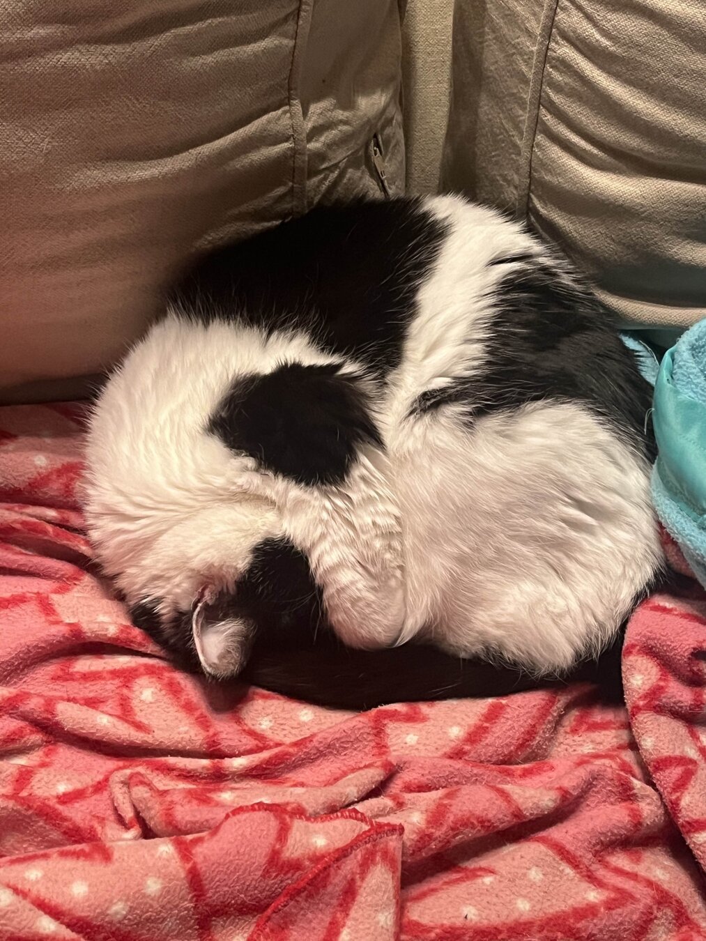 a photo of a cat, white with black spots, curled up into almost a perfect circle