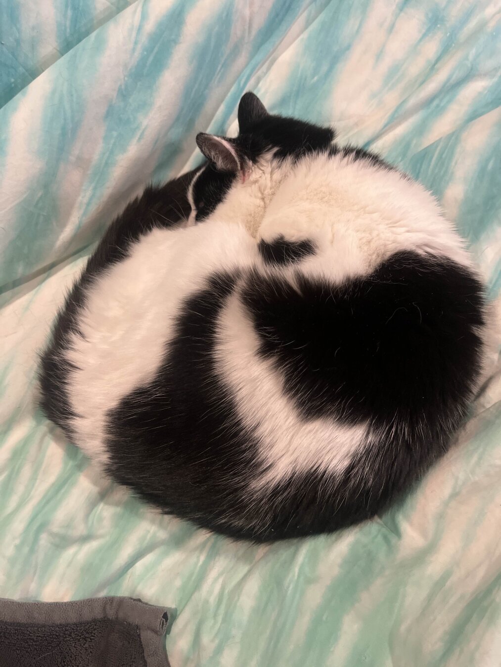 a cat, white with black spots, curled into a circle on a blanket