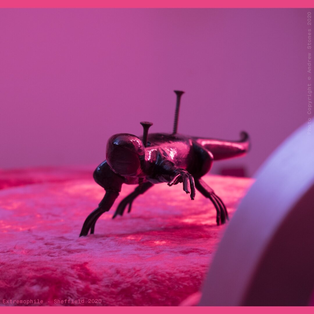 ‘Extremophile - Sheffield 2020’
Photograph, from a series.
Copyright © Andrew Stones 2020.