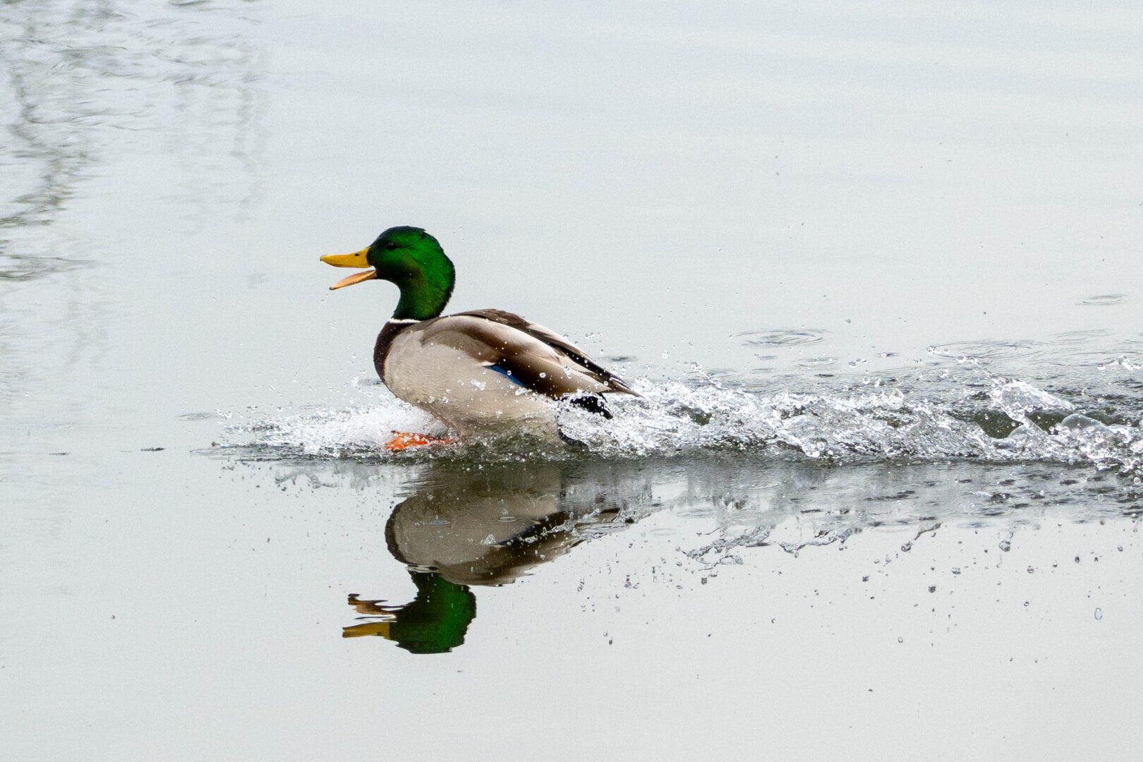 A mallard lands in the water leaving a wake behind