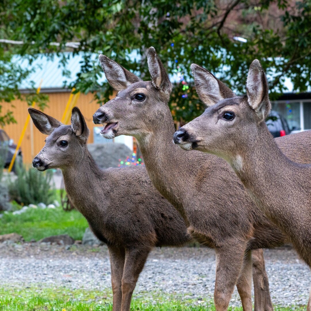 Three deer standing next to each other looking in the same direction